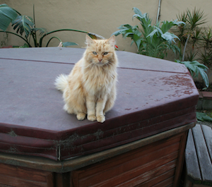 cat on hot tub cover