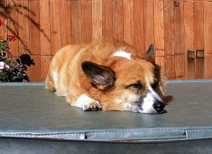 dog sleeping on hot tub cover
