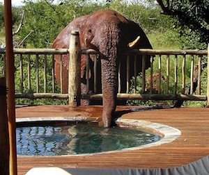 elephant hot tub